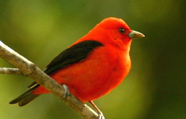 When a tanager visits