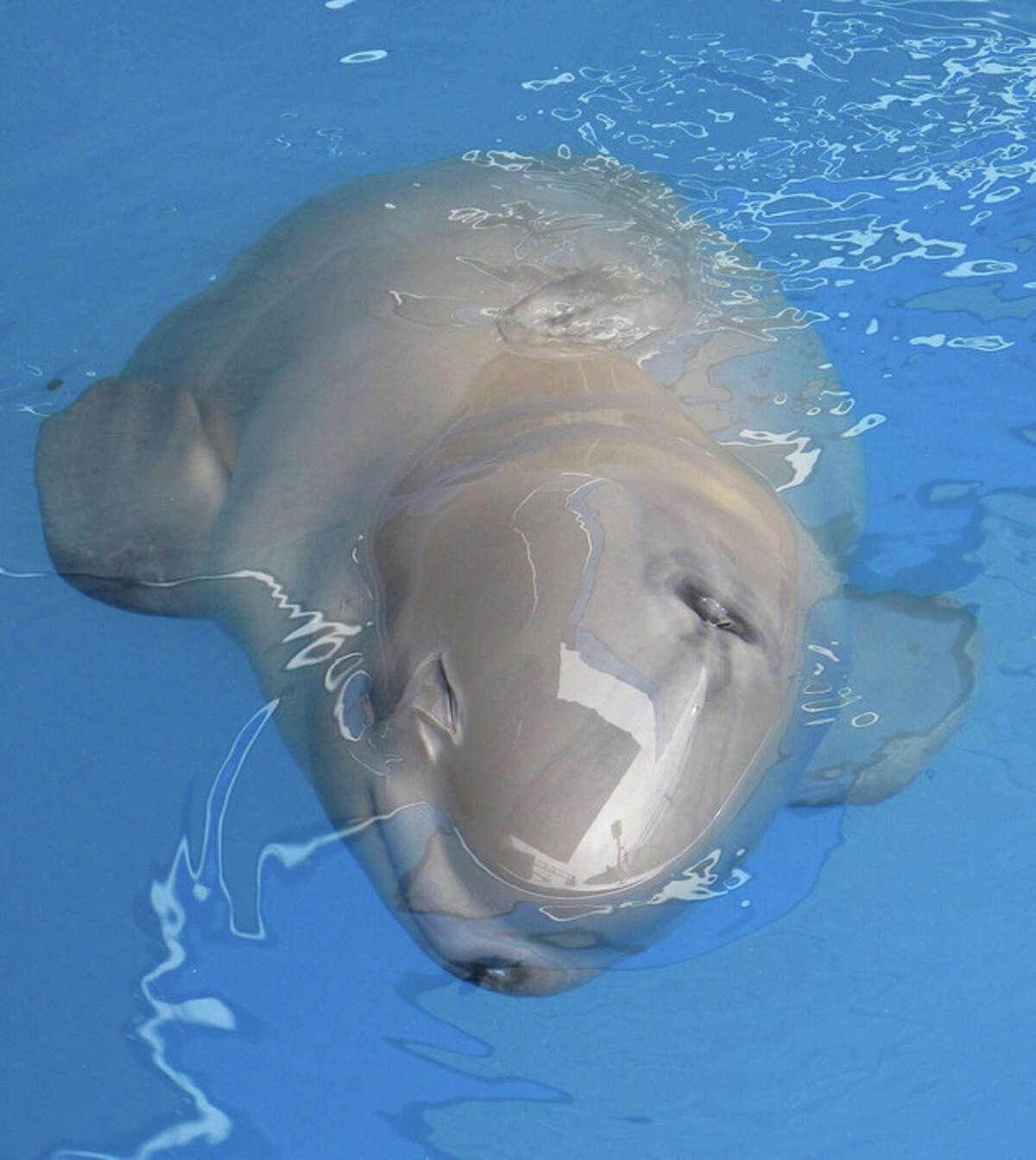 Stranded baby beluga dies in Alaska - The San Diego Union-Tribune