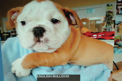 4 000 English Bulldog Puppy Snatched From Puppies Of Westport Store On Westport Avenue