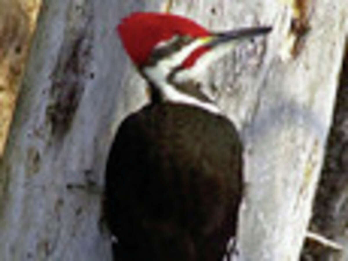 Originally suspected to be drive-by BB gun attacks, broken side-view mirrors on at least three vehicles may be linked to woodpeckers