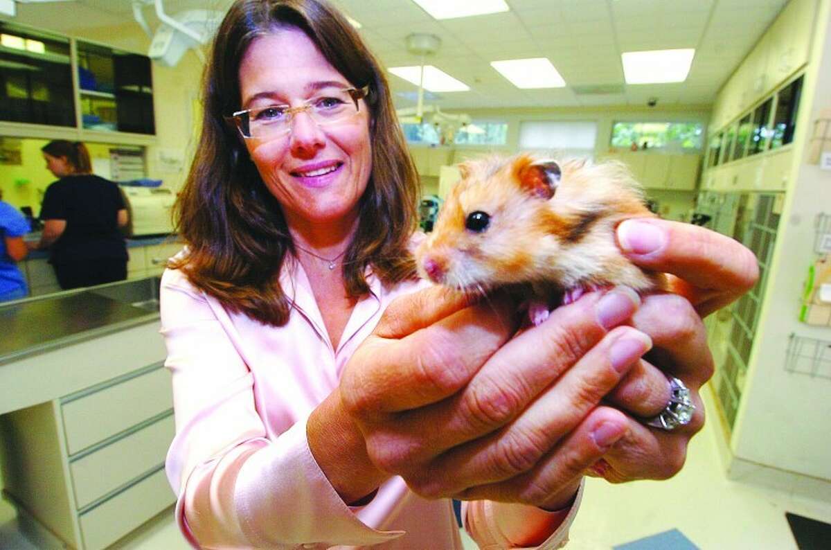 Hour Photo/ Alex von Kleydorff. Dr. Stacy Robertson holds one of a group of rescued Hamsters at South Wilton Veterinary Group.