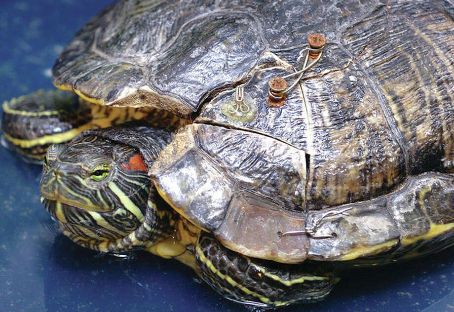 red eared slider health