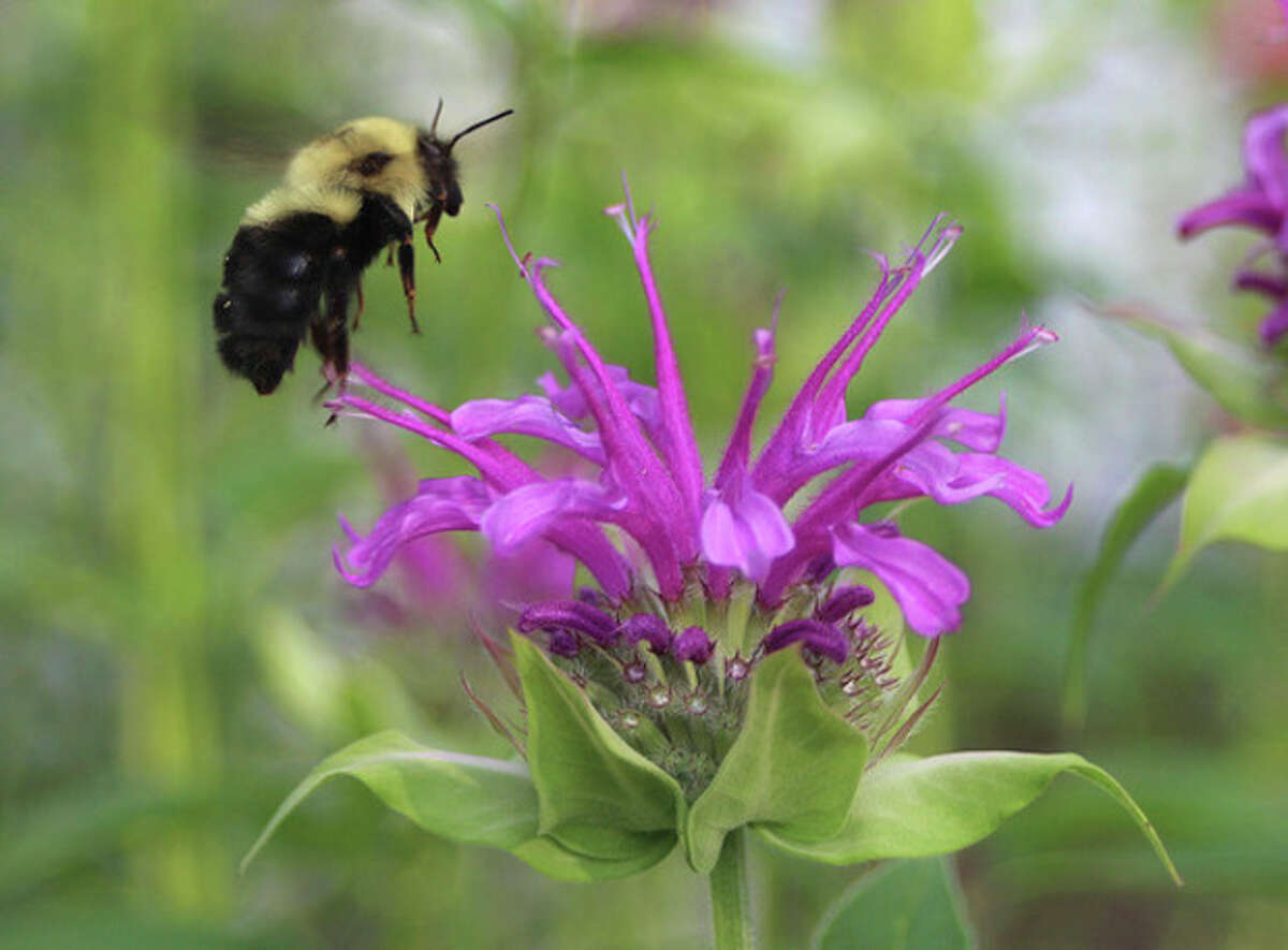 Photo by CHRIS BOSAK A bumble bee hovers around a bee balm flower this summer.