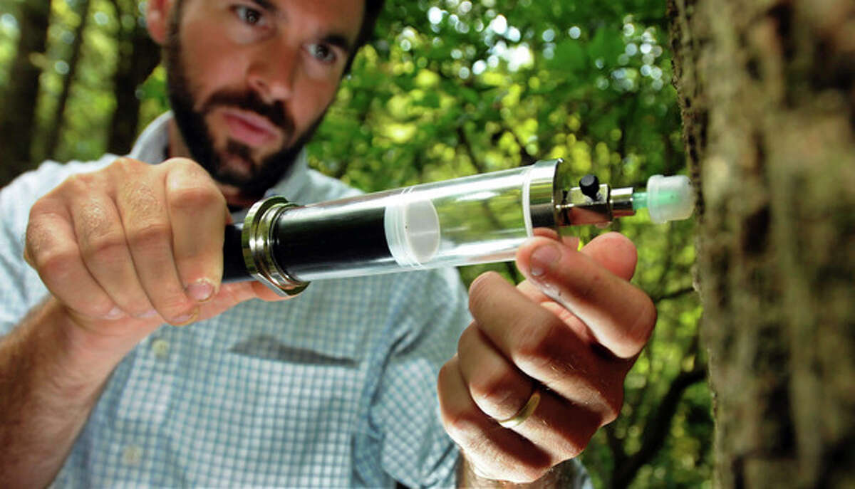 AP MEMBER FEATURE EXCHANGE ADVANCE FOR AUG. 18 - In this Aug. 9, 2012 photo, Kristofer Covey, a doctoral candidate at Yale University, extracts a gas sample from a tree in the Yale-Myers Forest in Union, Conn. Covey'said his research shows that diseased trees are giving off significant amounts of methane. (AP Photo/New Haven Register, Peter Hvizdak)