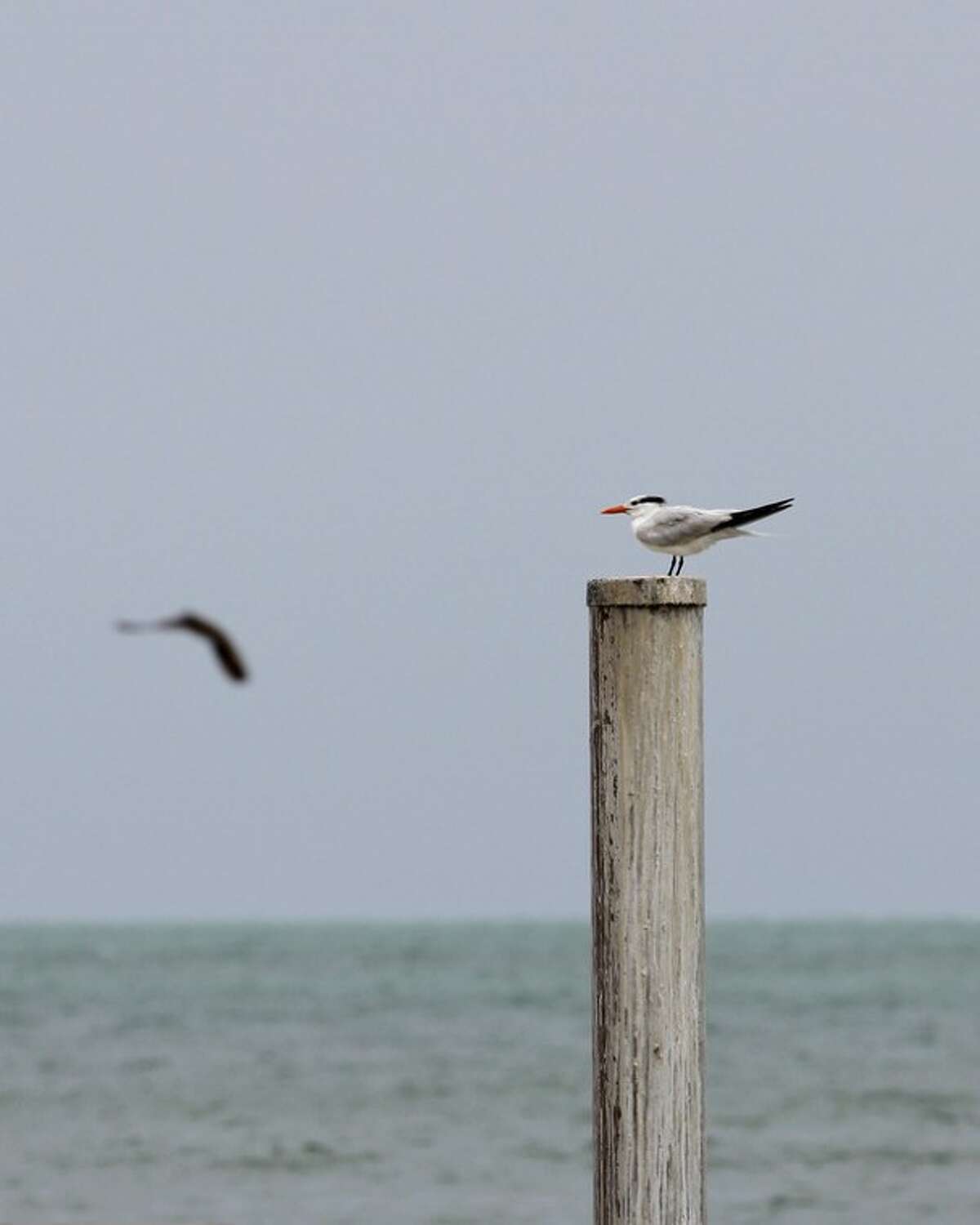 A seagull perches on a post in Key West, Fla., Saturday, Aug. 25, 2012, Saturday, Aug. 25, 2012. Tropical Storm Isaac's winds are expected to be felt in the Florida Keys by sunrise Sunday morning. (AP Photo/Alan Diaz)