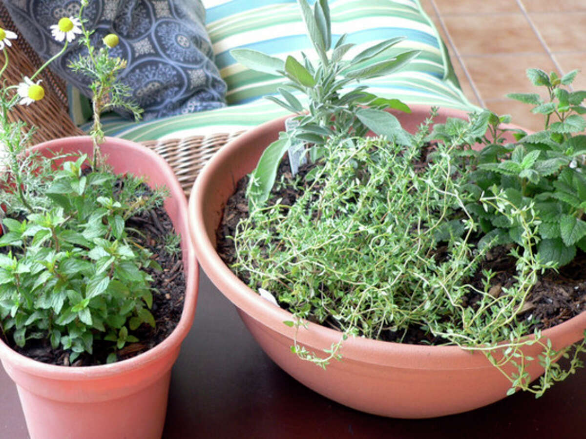 This August 24, 2012 photo provided by Jennifer Forker shows a medicinal indoor herb garden for healthful herbs throughout the winter months, from left, chocolate peppermint, and chamomile, and right, French thyme, sage, and lemon balm in Arvada, C.O. (AP Photo/Jennifer Forker)