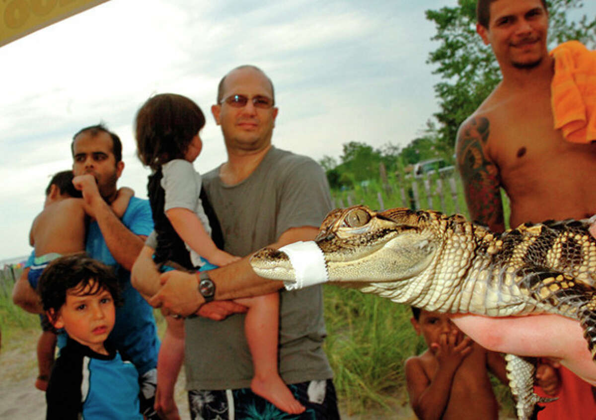 Connecticut‚Äôs Beardsley Zoo presents in conjunction with the Sherwood Island State Park Nature Center present a live reptile program Saturday with "Darth Gator", an American Alligator. Hour photo / Erik Trautmann