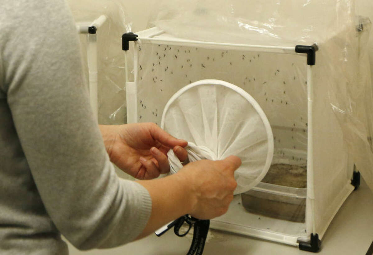 A researcher works on a mosquito stock cage in a mosquito laboratory at the London School of Hygiene and Tropical Medicine in London, Thursday, May 30, 2013. Researchers at the school have discovered that malaria-infected mosquitoes are more attracted to human odors. (AP Photo/Sang Tan)