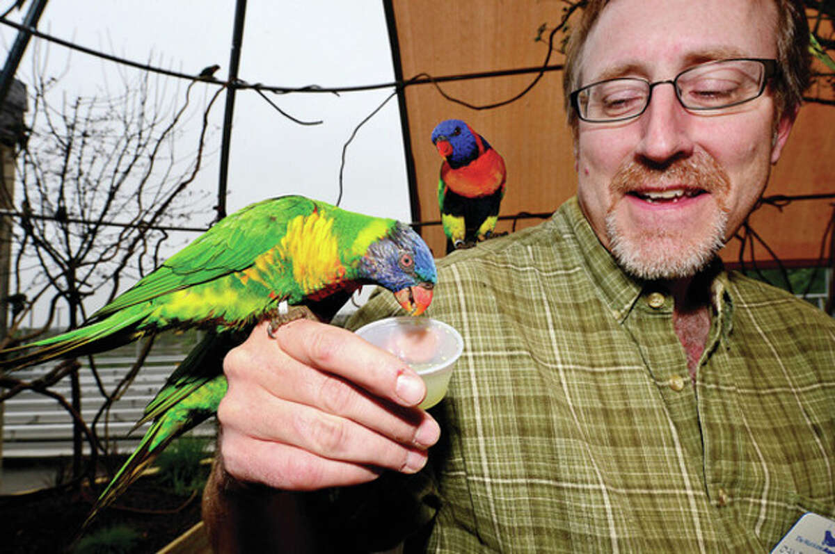 The Maritime Aquarium publicist Dave Sigworth interacts with new Lorikeet exhibit where more than 50 lorikeets will be housed in a new aviary out on the aquarium's riverfront courtyard. The new exhibit features a dozen different lorikeet species. Visitors to the aquarium may enter the aviary with cups of nectar where the free-flying birds land on them to feed. Hour photo / Erik Trautmann