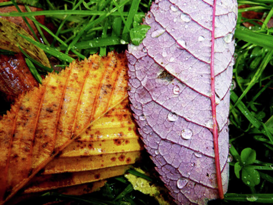 The unseen consequences of dumping leaves in the river The Hour