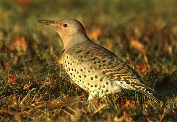 All Flickers The fantastic flicker