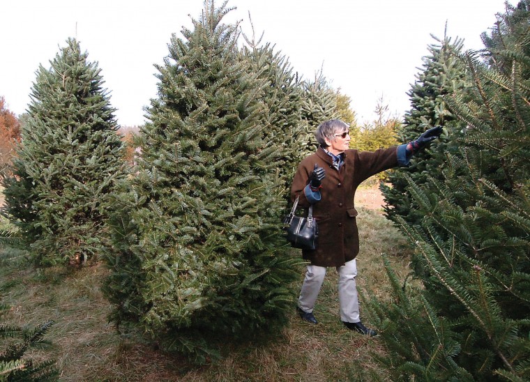 CT. Audubon Christmas Tree Farm