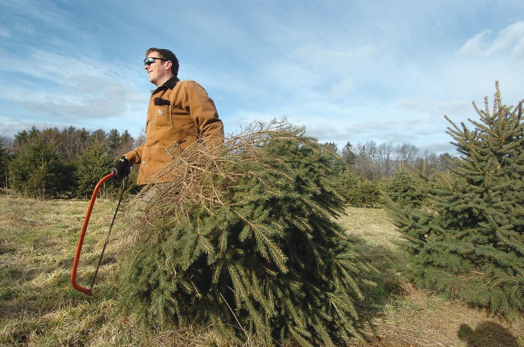 CT. Audubon Christmas Tree Farm