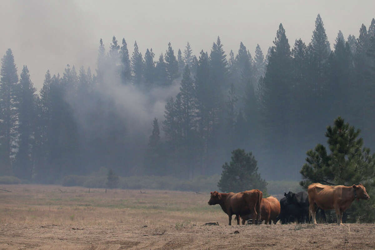 Cattle stand in a field as a smoke from the Rim Fire rises near Yosemite National Park, Calif., on Wednesday, Aug. 28, 2013. The giant wildfire burning at the edge of Yosemite National Park is 23 percent contained, U.S. fire officials said Wednesday. (AP Photo/Jae C. Hong)