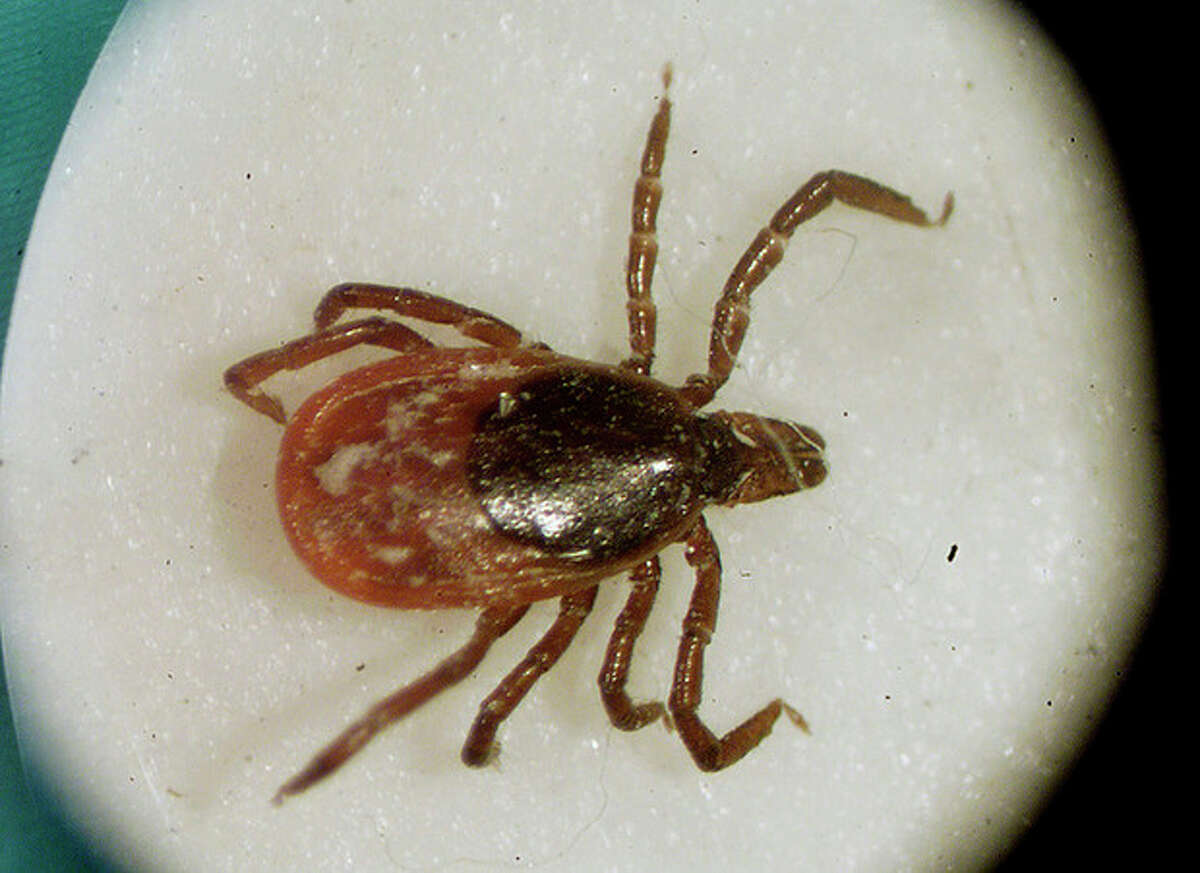 FILE - This is a March 2002 file photo of a deer tick under a microscope in the entomology lab at the University of Rhode Island in South Kingstown, R.I. Lyme disease is about 10 times more common than previously reported, health officials said Monday, Aug. 19, 2013. (AP Photo/ Victoria Arocho, File)