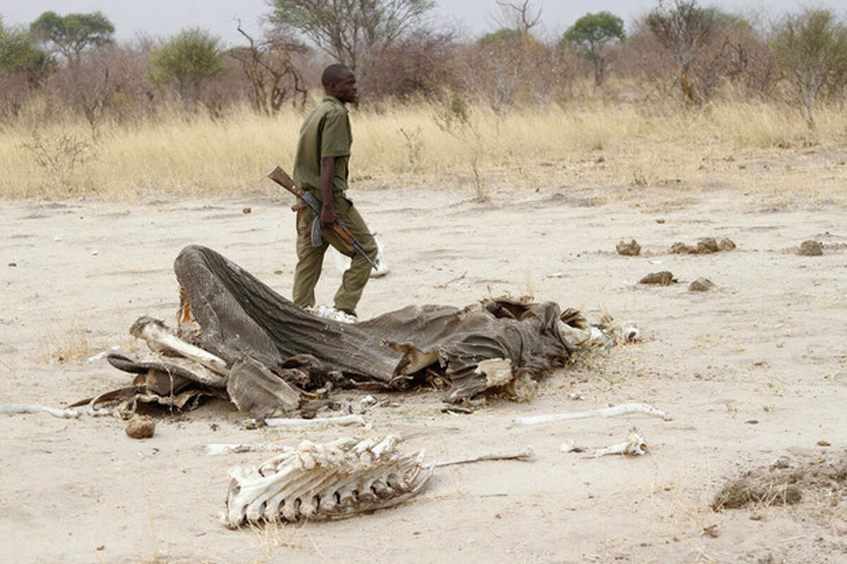 In this Sunday, Sept. 29, 2013 photo, a game ranger walks by a rotting elephant carcass, in Hwange National Park , Zimbabwe. The stench of rotting elephant carcasses hangs in the air in northwestern Zimbabwe where wildlife officials say at least 91 animals have been poisoned with cyanide by poachers who hack off the tusks for the lucrative illegal ivory market. Wildlife officials now say at least 91 animals have been poisoned with cyanide by poachers who hack off the tusks for the lucrative illegal ivory market. Officials say cyanide used in gold mining was spread by poachers over the flat salt pans around water holes. (AP Photo)