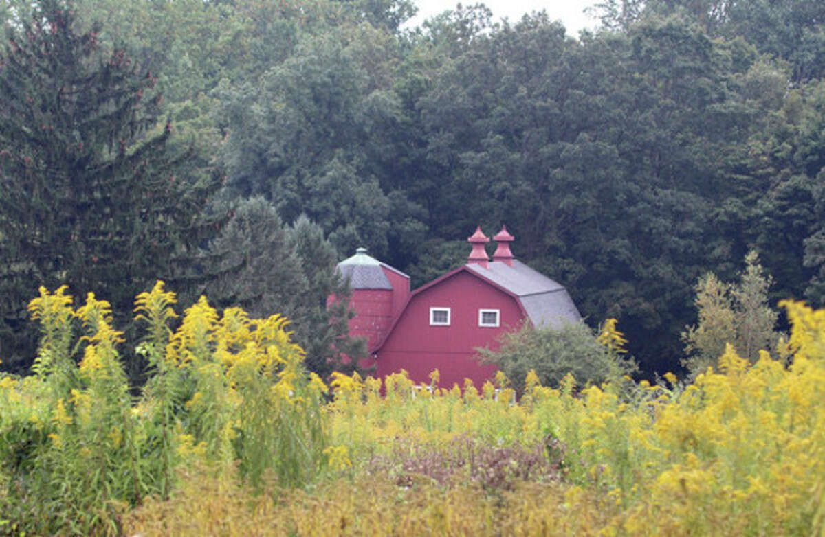 Hour photo/Chris Bosak Scenes of fall Goldenrod is in bloom as the red barn at Dolce Norwalk Center looms in the background. Goldenrod is a late-blooming wild flower and an important source of food for migrating butterflies.