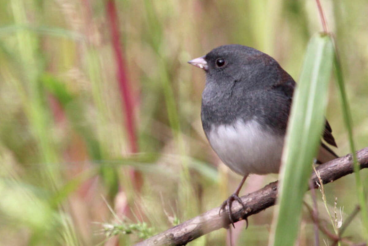 Photo by Chris Bosak A Dark-eyed Junco takes a perch at Selleck's/Dunlap Woods this fall.
