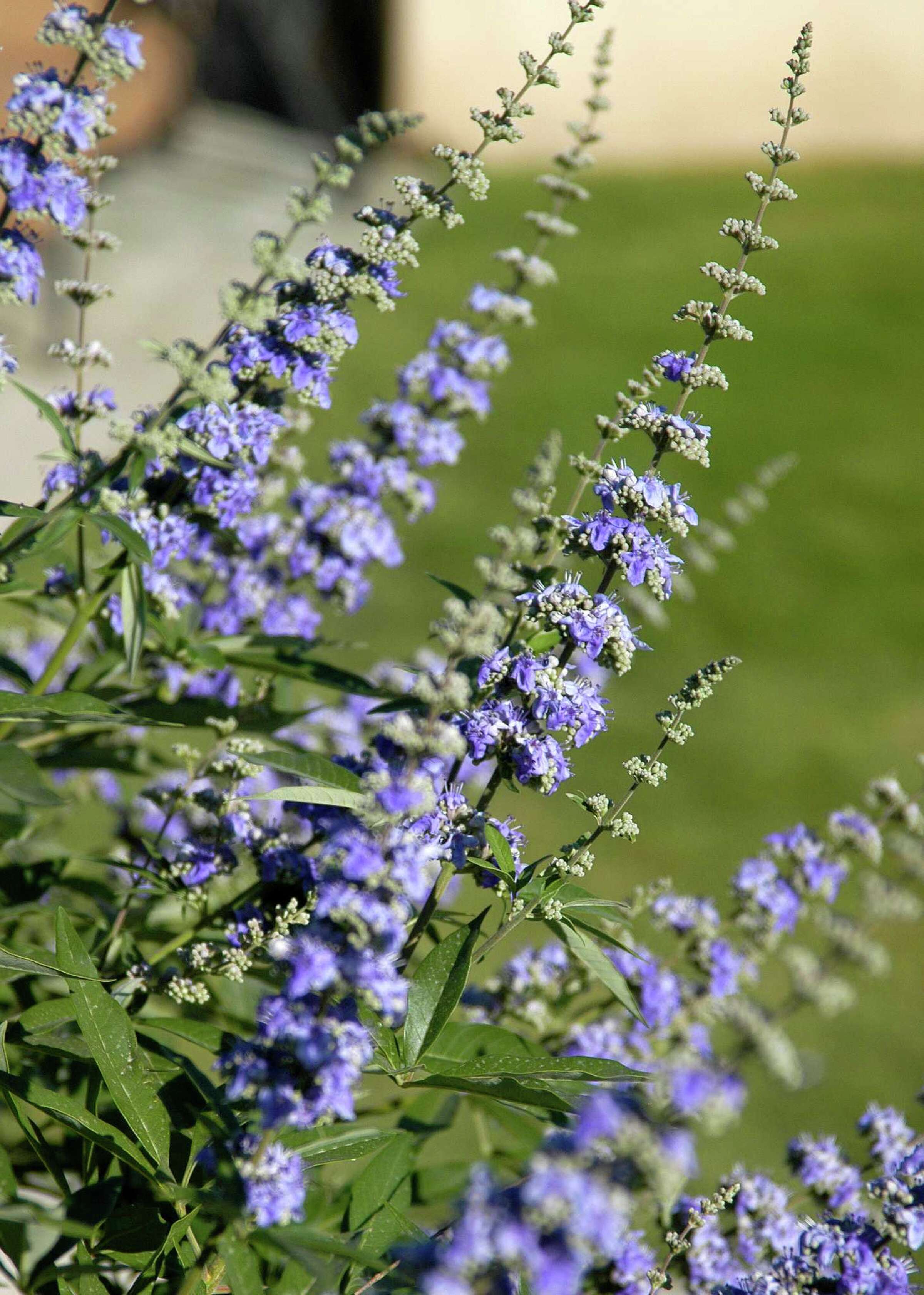 Neil Sperry Is it safe to apply Roundup around tree trunks?