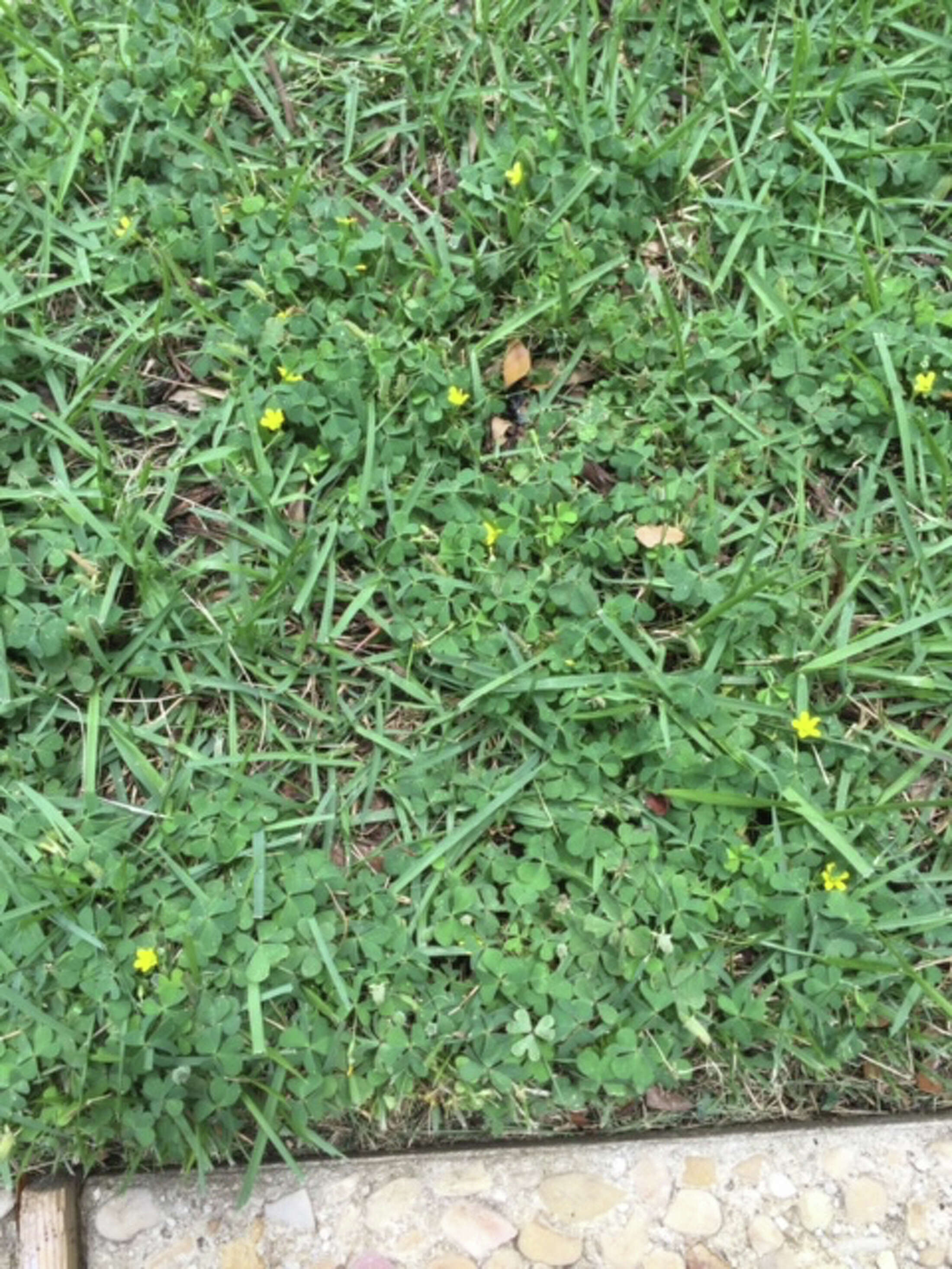 Neil Sperry Is it safe to apply Roundup around tree trunks?