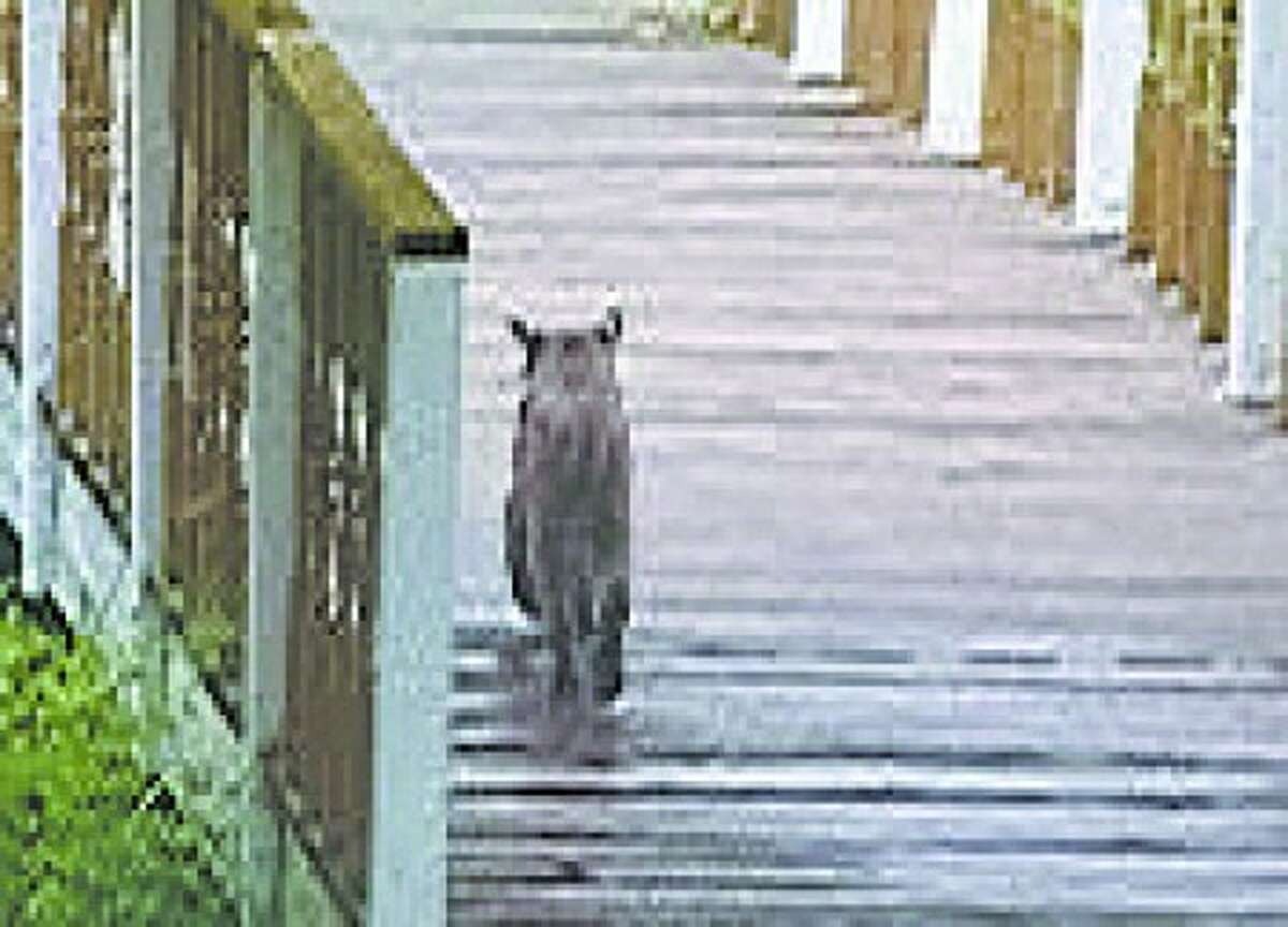 Wilton resident finds a bobcat in her backyard