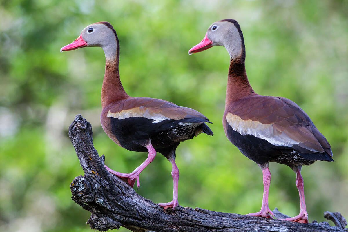 Home - HOUSTON DUCKS