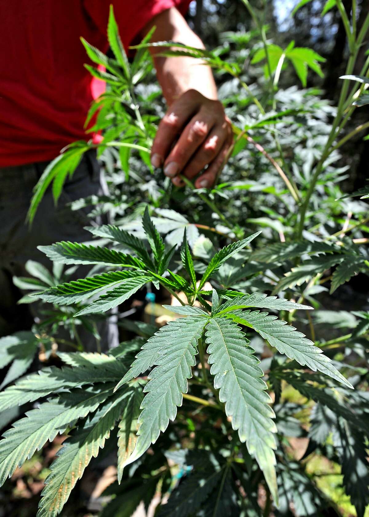 This May 11, 2016, photo shows marijuana plants at a home near the Green Springs, Ore. Only a handful of medical marijuana growers have applied for Jackson County permits to keep growing on rural residential land: even though growers without permits face fines of up to $10,000 and orders to remove their plants. (Jamie Lusch/The Medford Mail Tribune via AP) MANDATORY CREDIT