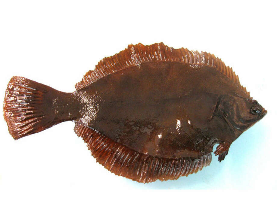 winter flounder winter flounder