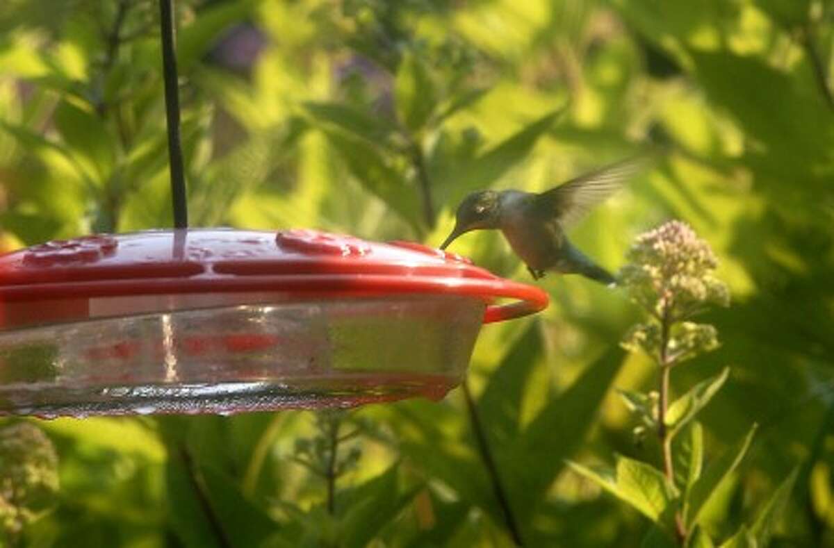 This hummingbird feeds in Eldora, N.J. AP photo