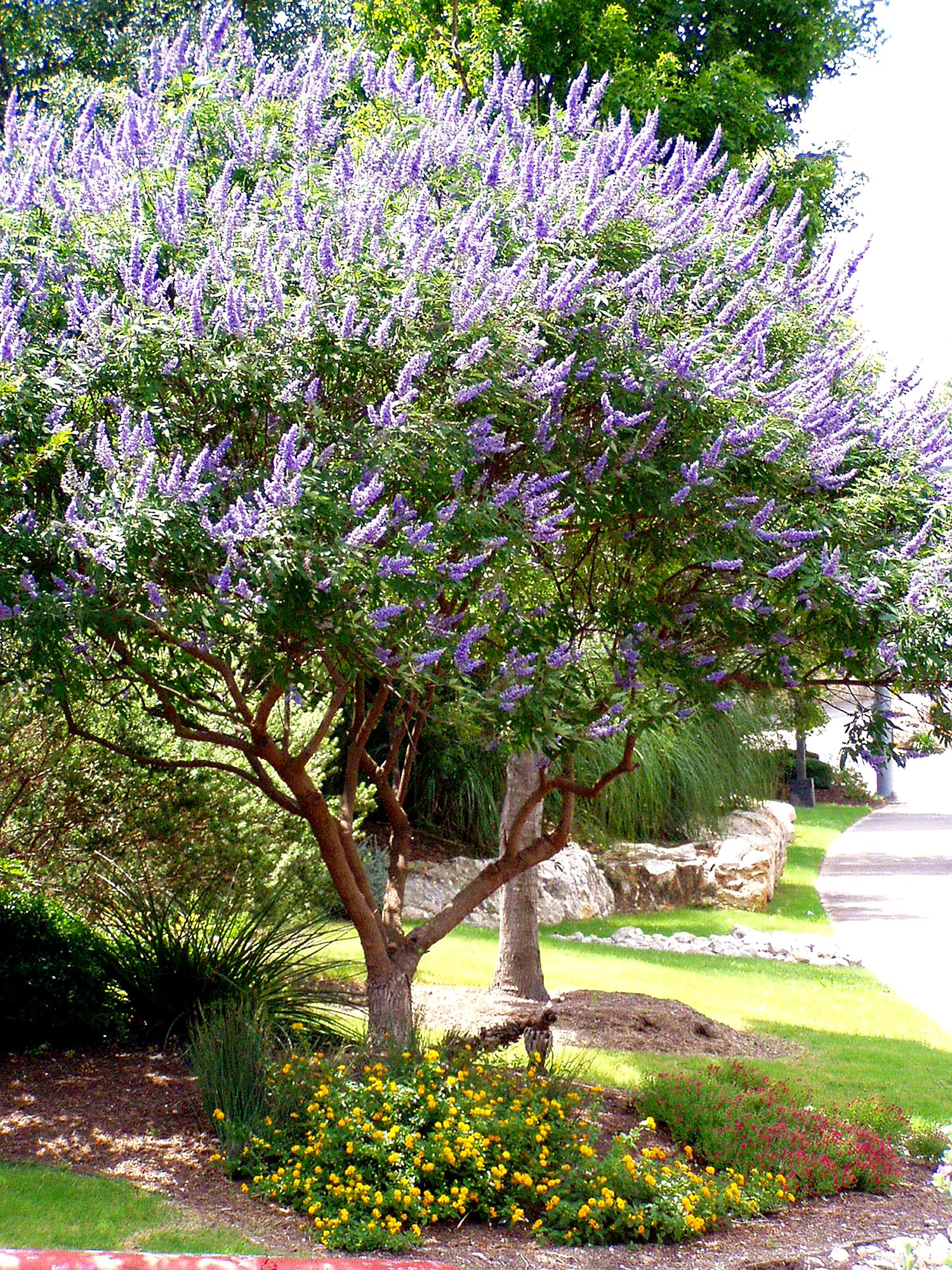 The chaste tree: When pruning makes a tree