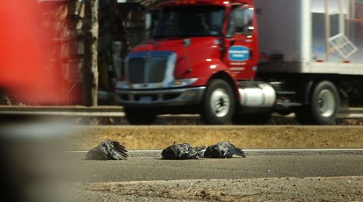 About 30 Crows Found Dead Along Rt 7 Connector 