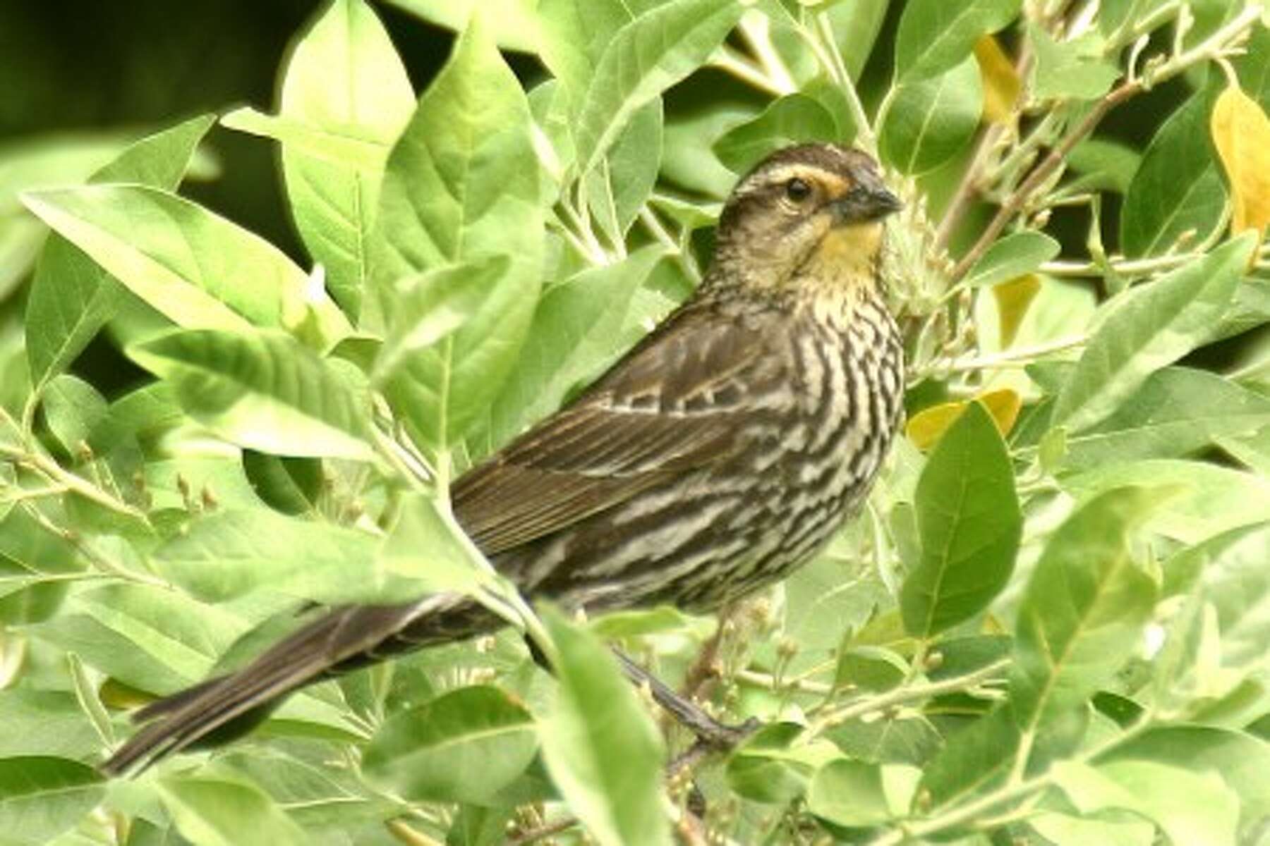 Dimorphism In The Bird World