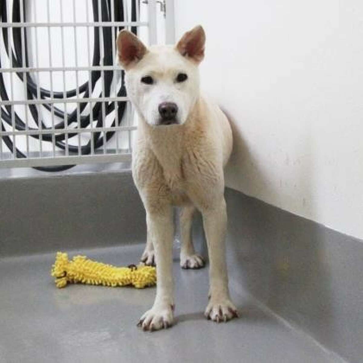 Dogs rescued from South Korean meat farm available for adoption at SFSPCA