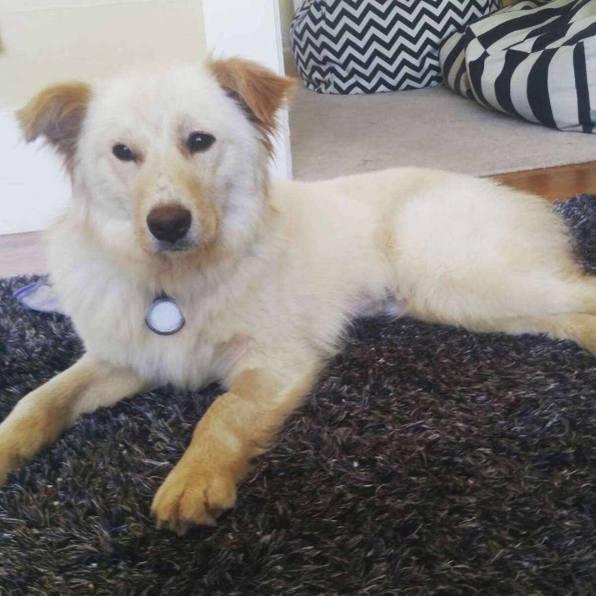 Dogs rescued from South Korean meat farm available for adoption at SFSPCA