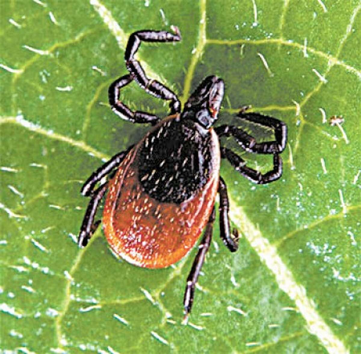 Officials: Lyme disease is a 'very serious issue' in Wilton