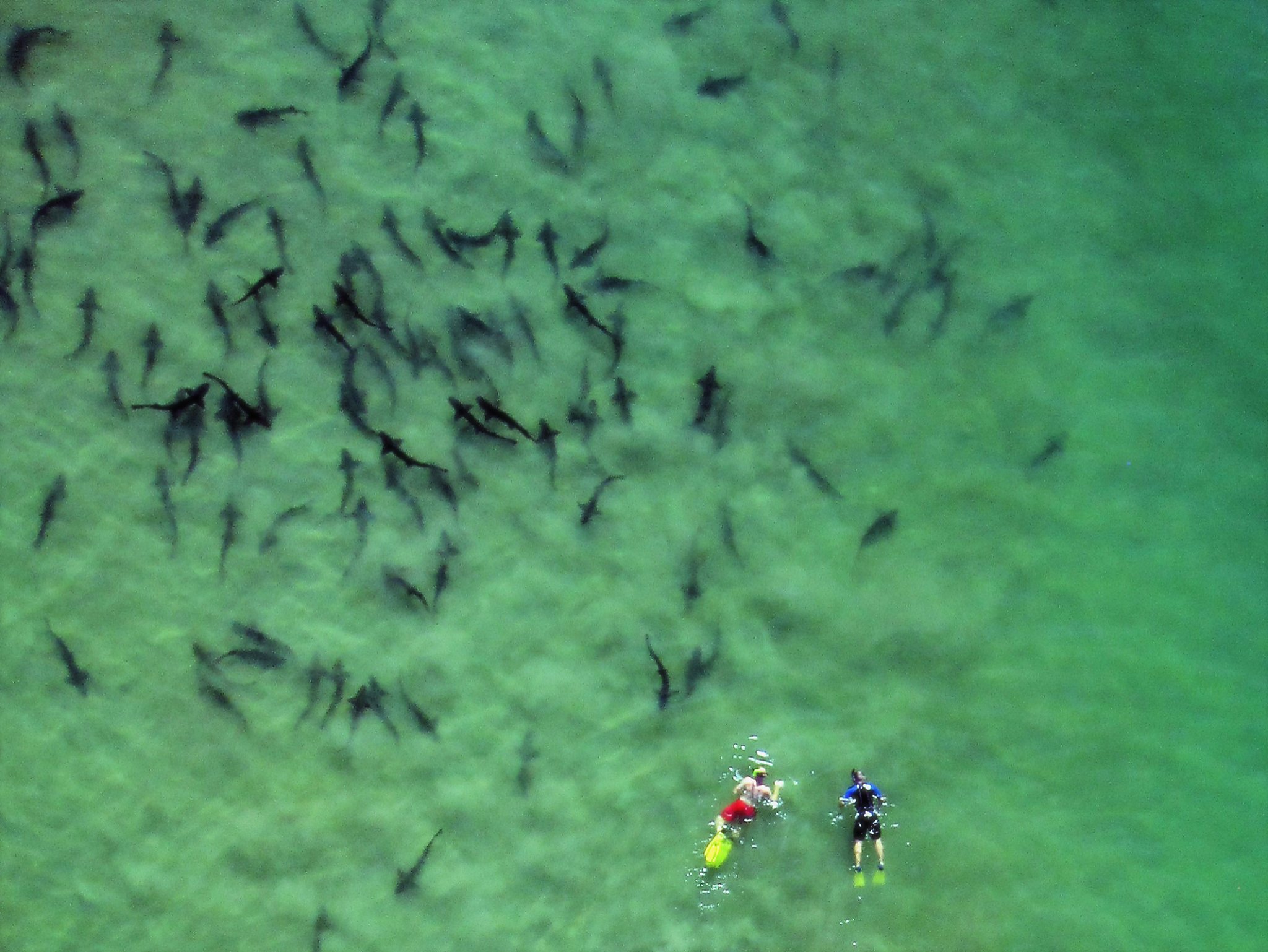 Sharks Feed Frenzy Of Escape To La Jolla