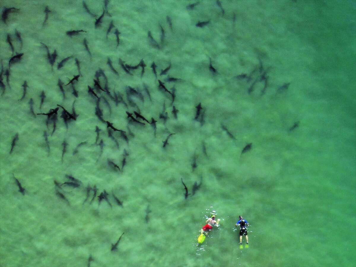Sharks feed frenzy of escape to La Jolla