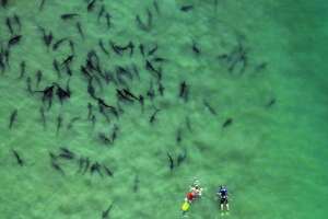 Sharks feed frenzy of escape to La Jolla