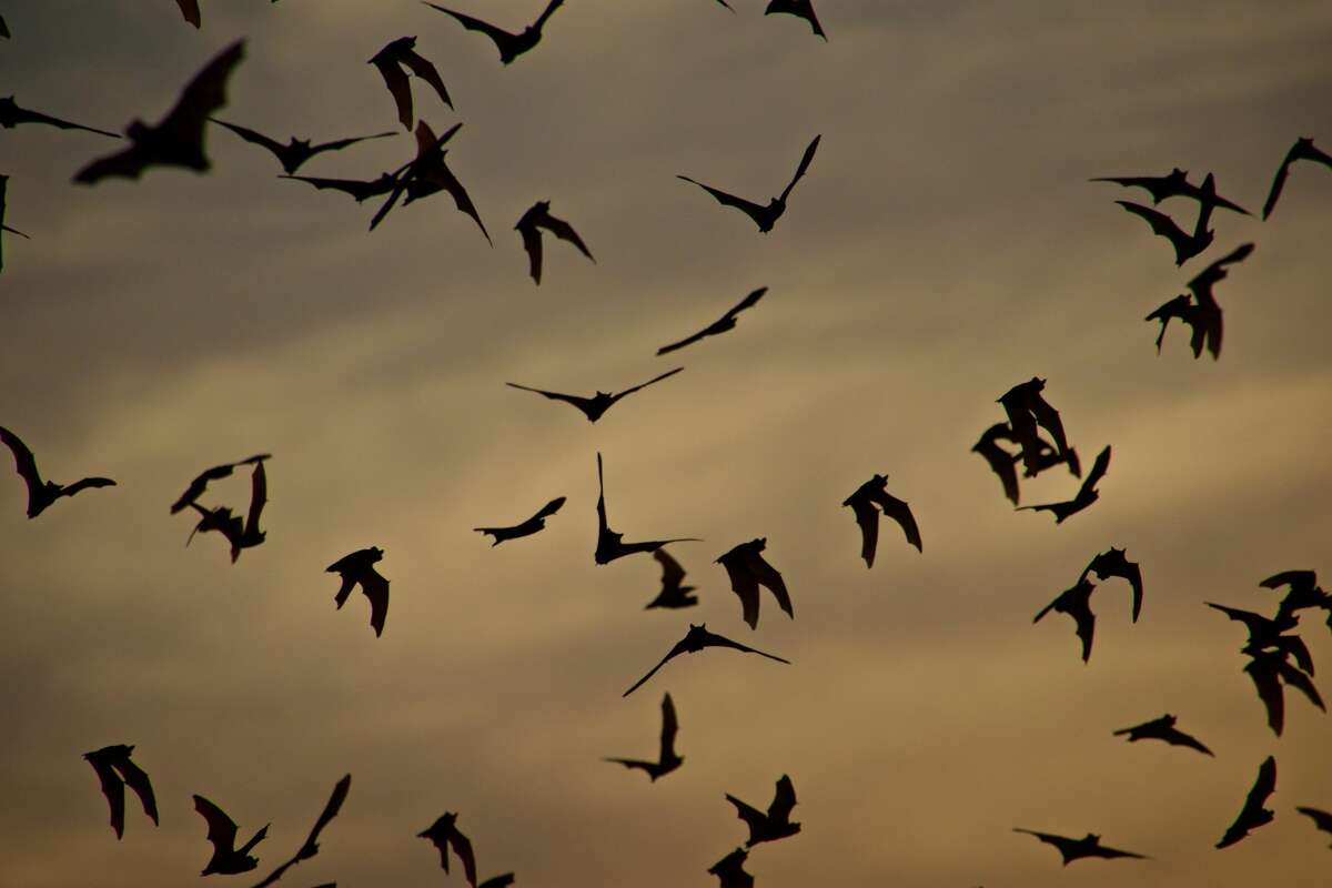 Mother bats take flight with newborns for the first time at Bracken Cave