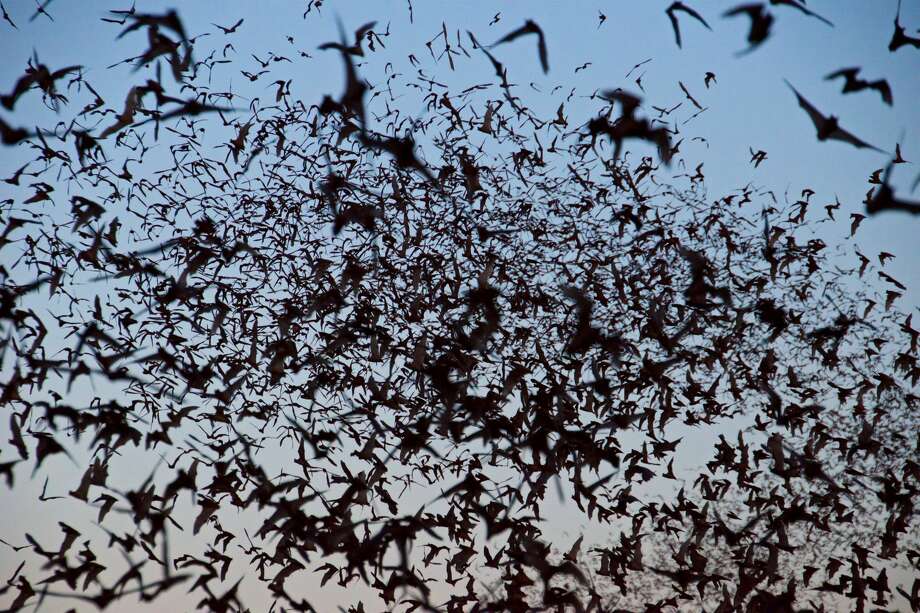 Mother bats take flight with newborns for the first time at Bracken