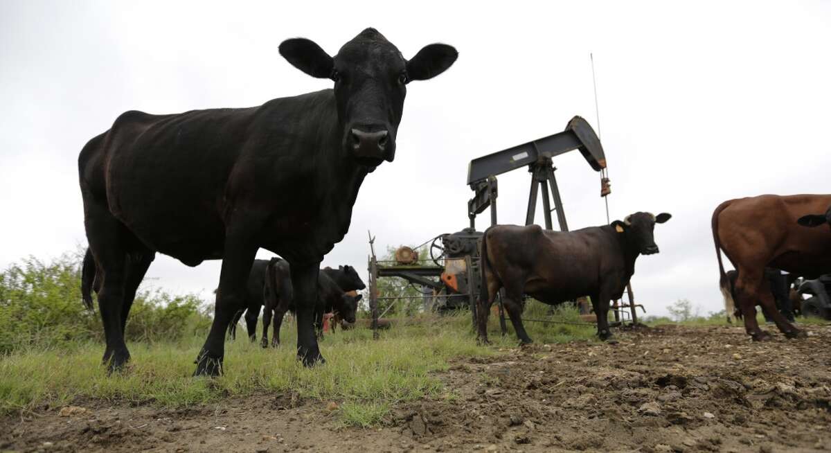 Cattle graze around an idle pump jack. (AP Photo/Eric Gay)