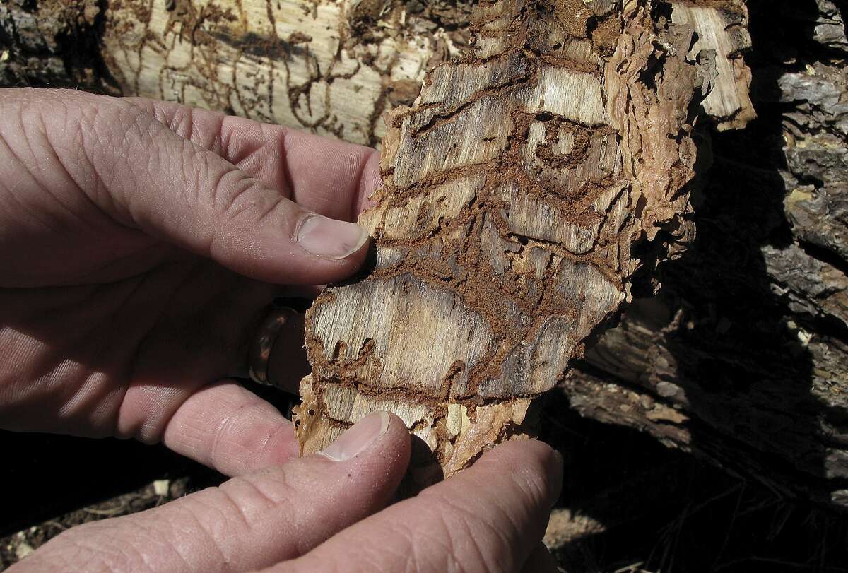 In this June 6, 2016 photo, Division Chief Jim McDougald of the California Department of Forestry and Fire Protection holds a piece of tree bark showing burrowing marks from a bark beetle infestation near Cressman, Calif. California's drought and the bark beetle epidemic have caused the largest die-off of Sierra Nevada forests in modern history, raising fears that trees could come crashing down on people or fuel catastrophic wildfires, devastating mountain communities and choking the sky with smoke. (AP Photo/Scott Smith)