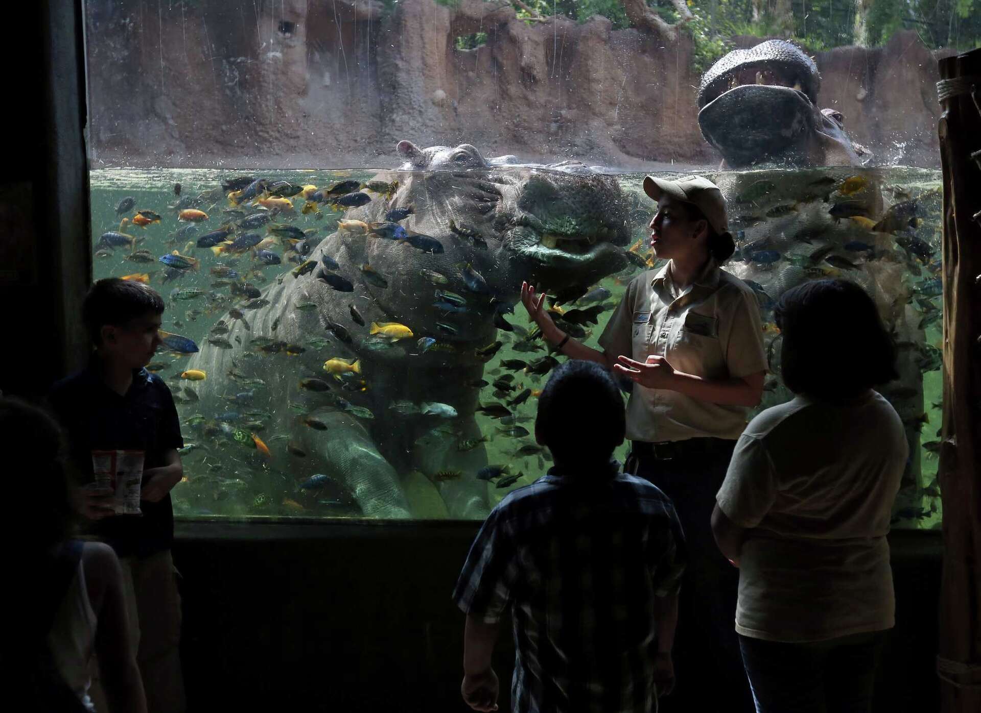 Zoo looks for cutting-edge design in multimillion-dollar expansion