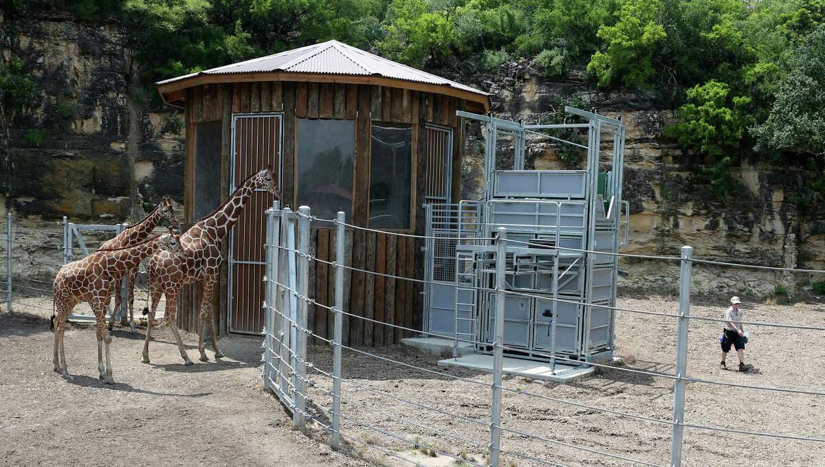 San Antonio Zoo improving animal habitats, plans for a multimillion