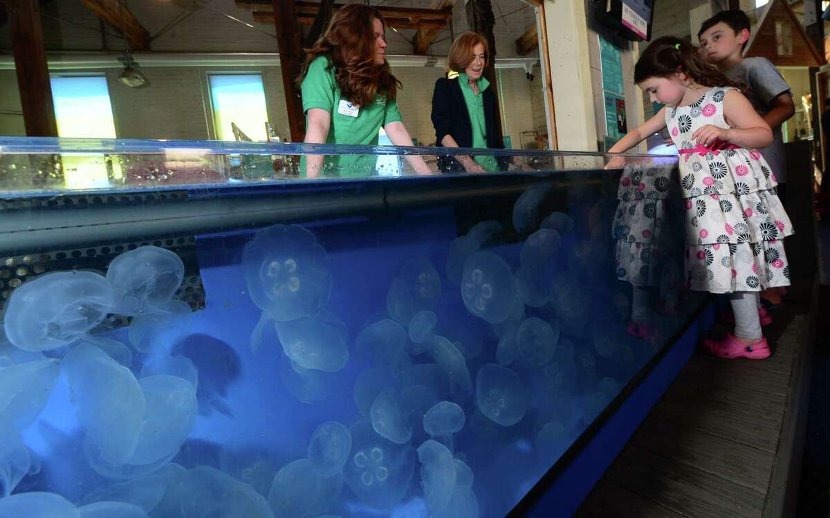 Lucy and Jonah Lotstein, 5 and 8, touch Moon Jellyfish in a touch tank at The Maritime Aquarium in Norwalk, Conn. while aquarium volunteers Maureen Twomly and Anne Berlack look on Tuesday June 14, 2016. The Maritime Aquarium 's jellyfish growing operation distributes jellyfish to other aquariums across the country.