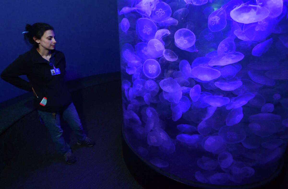 Meet the Maritime Aquarium's "Jellyfish Mom"