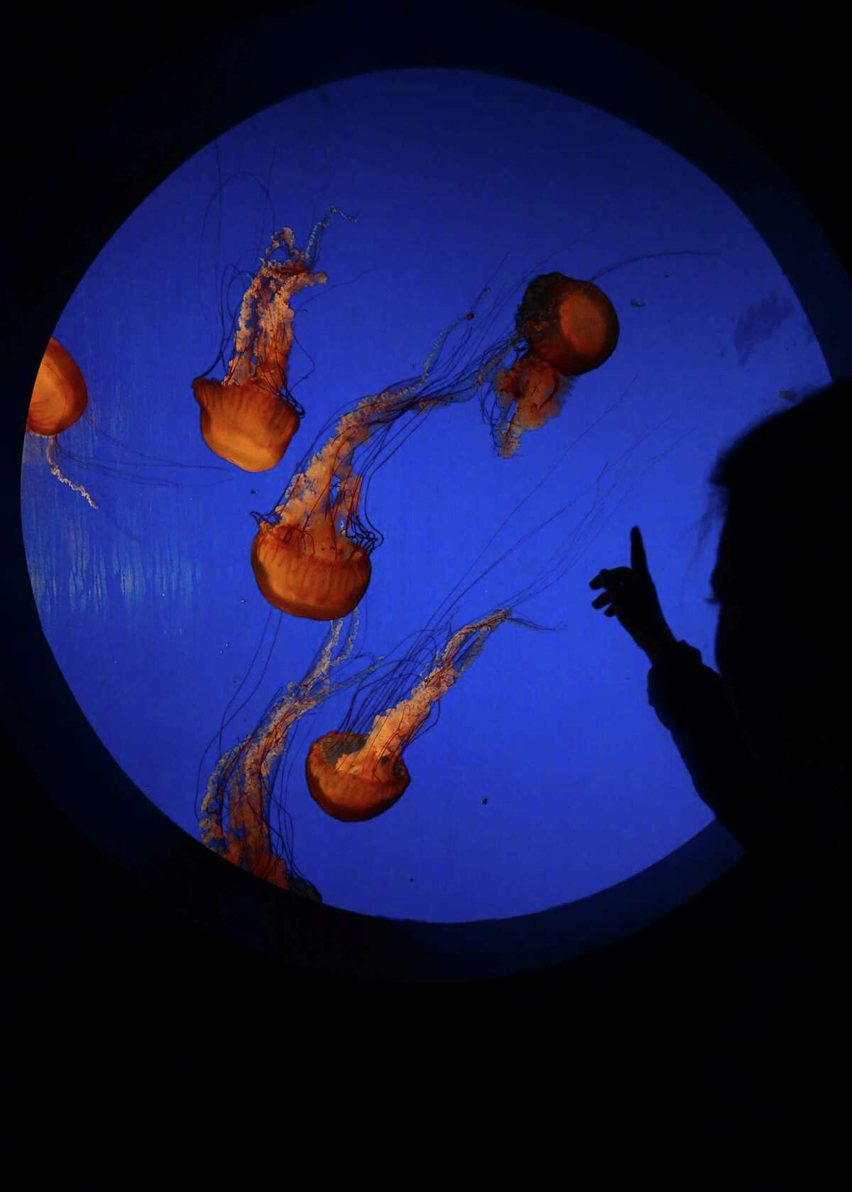 Meet the Maritime Aquarium’s “Jellyfish Mom”