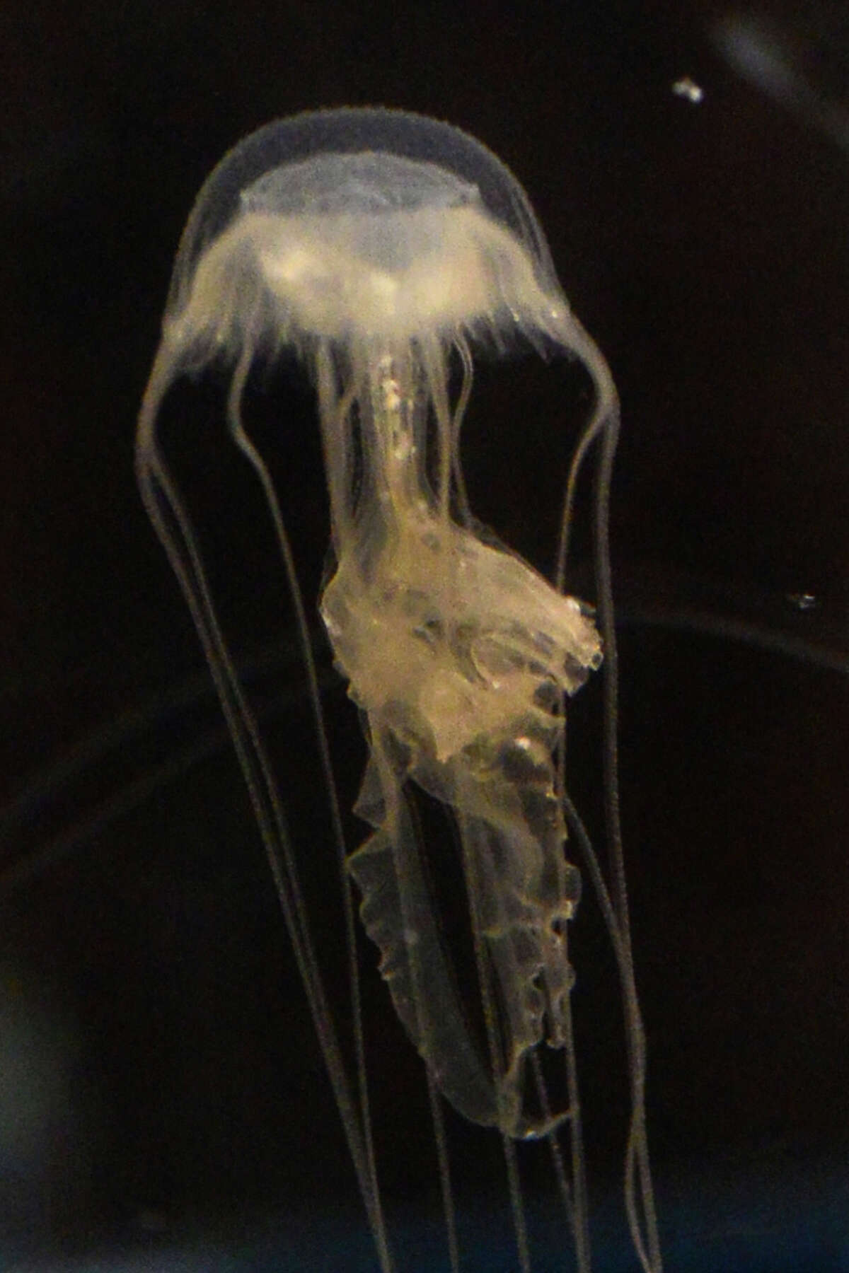 Meet the Maritime Aquarium’s “Jellyfish Mom”