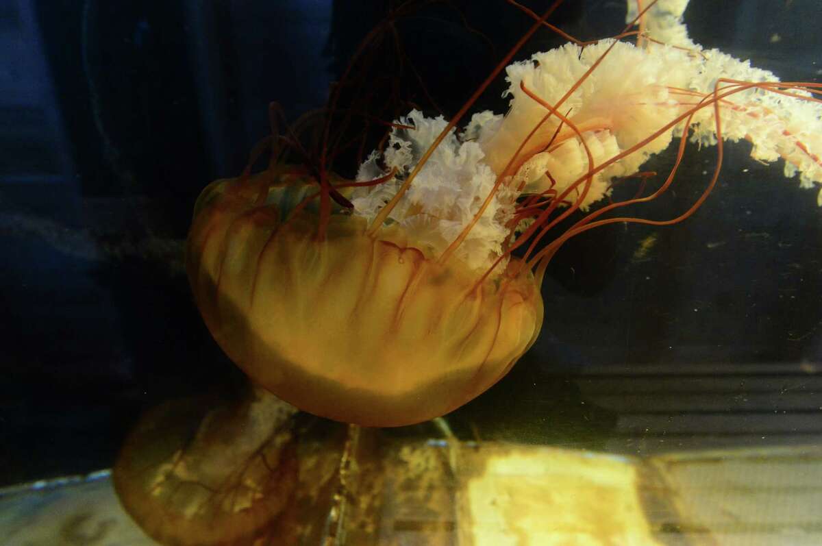Meet the Maritime Aquarium’s “Jellyfish Mom”