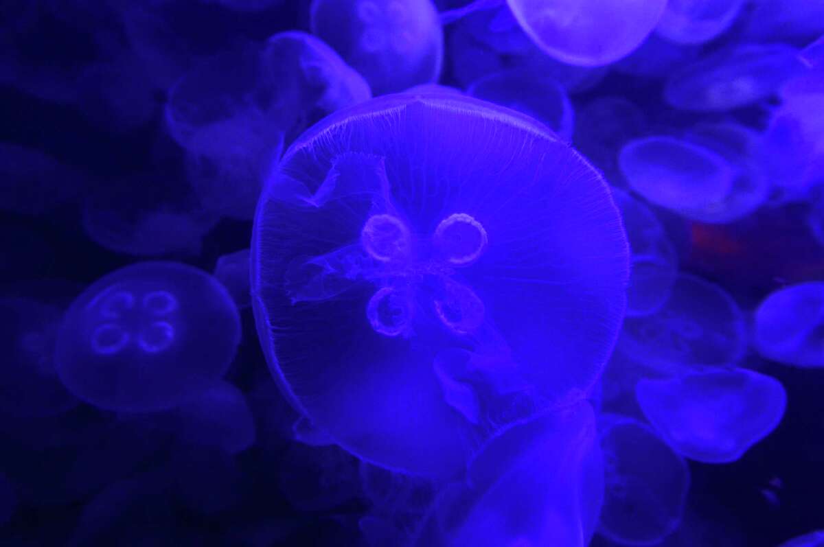 Meet the Maritime Aquarium's "Jellyfish Mom"